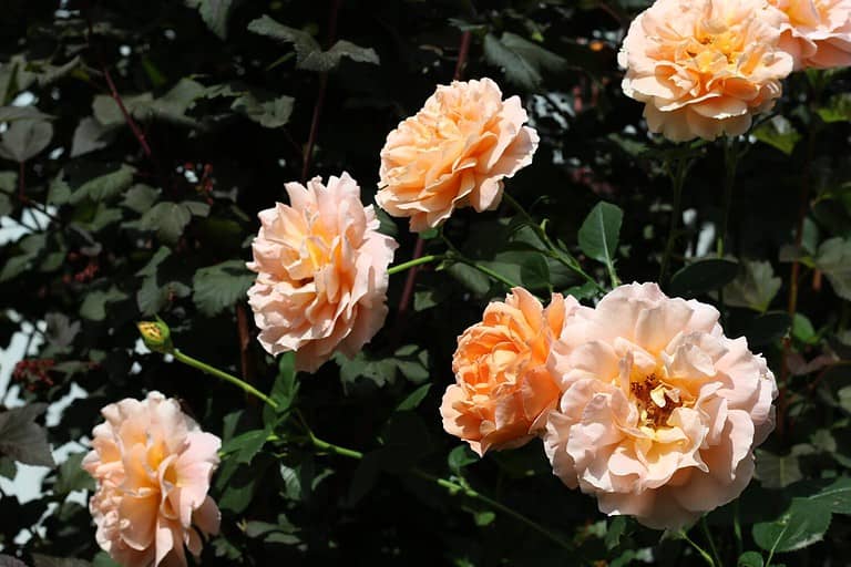 Peach color flowers of rose Polka (selected in France by Meiland) in a summer garden.