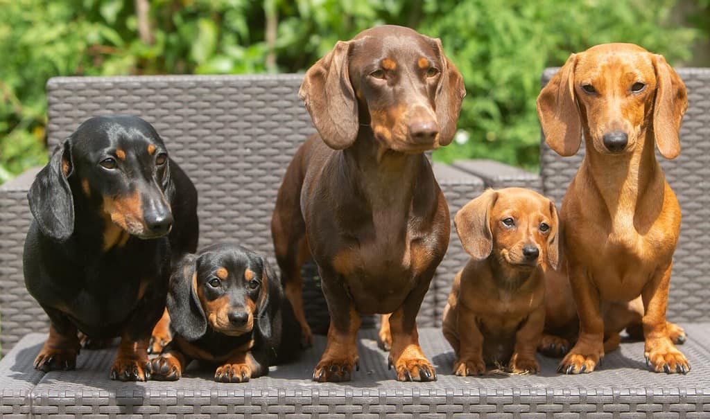 What You Need for a Dachshund