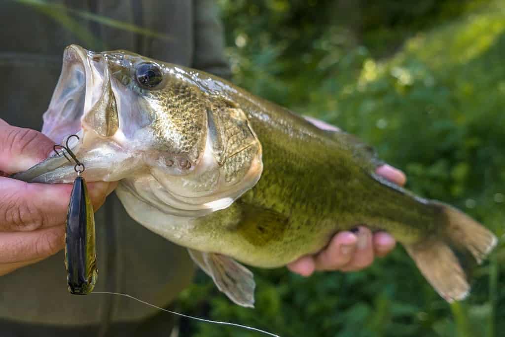 Bass fishing lure. Caught bass fish in fisherman hands. Largemouth perch