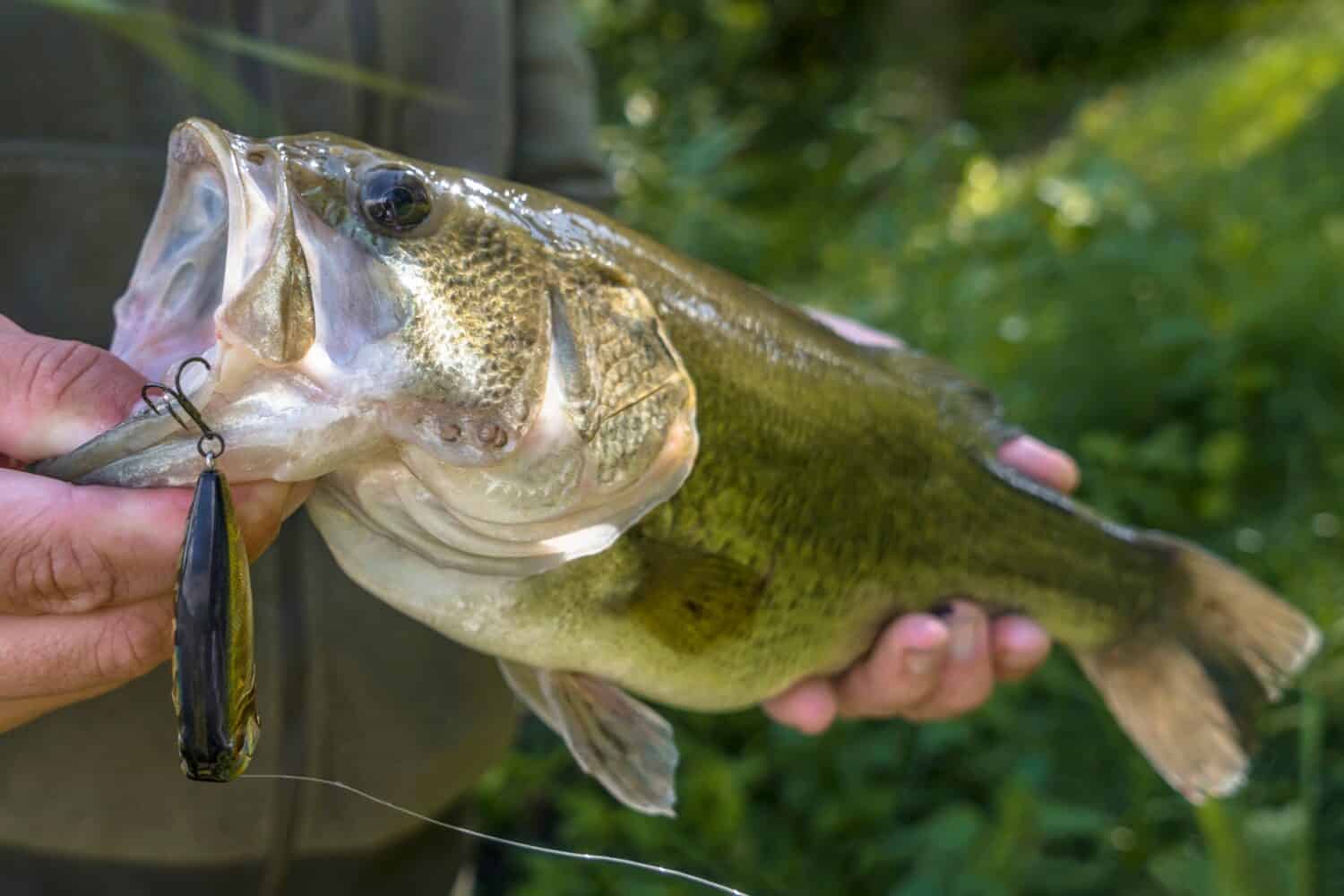 Bass fishing lure. Caught bass fish in fisherman hands. 