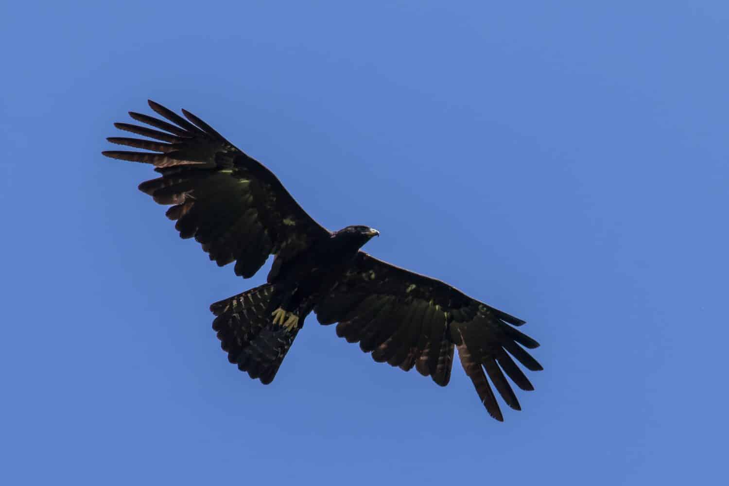 The majestic Black Eagle Ictinaetus malaiensis soaring underneath the bright blue sky