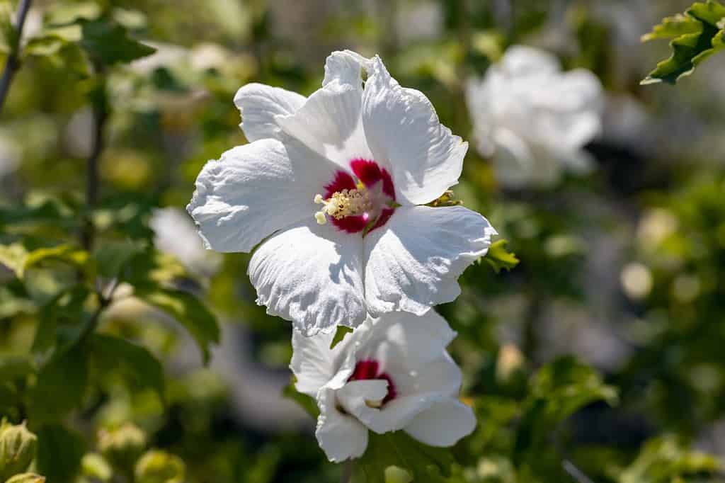Hibiscus syriacus flower. This plant is native to China and Korea. Common names include the rose of Sharon Syrian ketmia, shrub althea, and rose mallow. This cultivar is the "Red Heart".