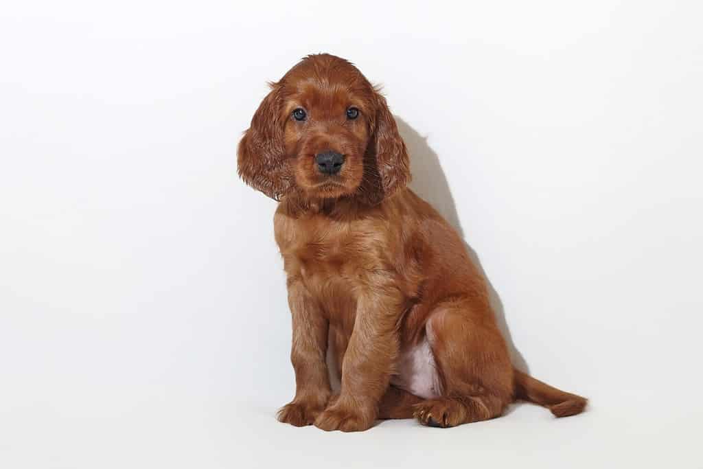 brown adorable Irish setter puppy. photo shoot in the studio on a white background.