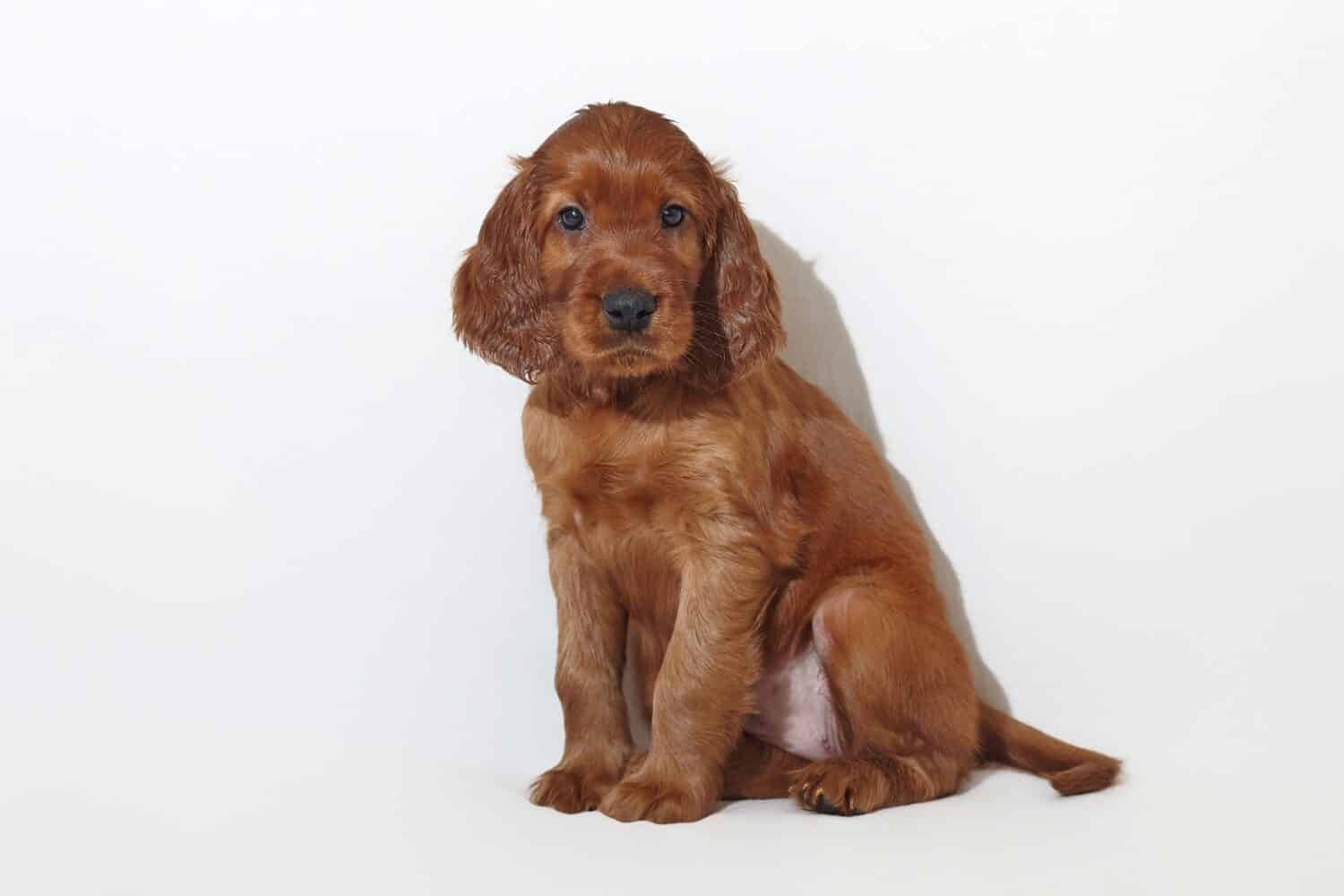 brown adorable Irish setter puppy. photo shoot in the studio on a white background.