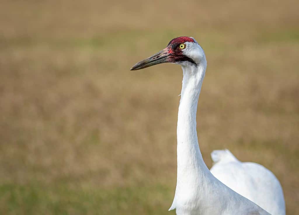 A close-up of a whooping crane in a farm field in central Florida.