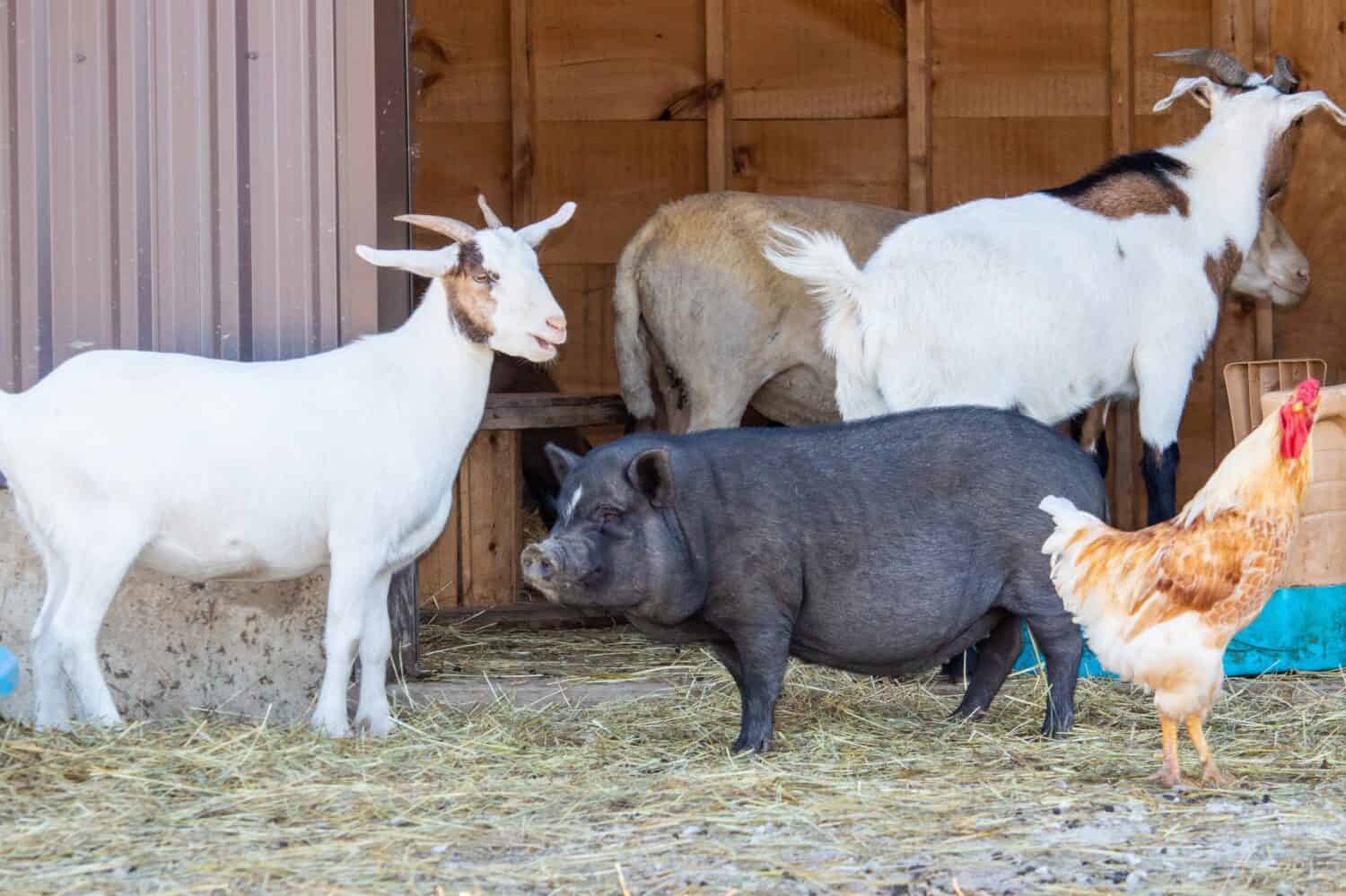 Farm Animals Standing Outside a Barn