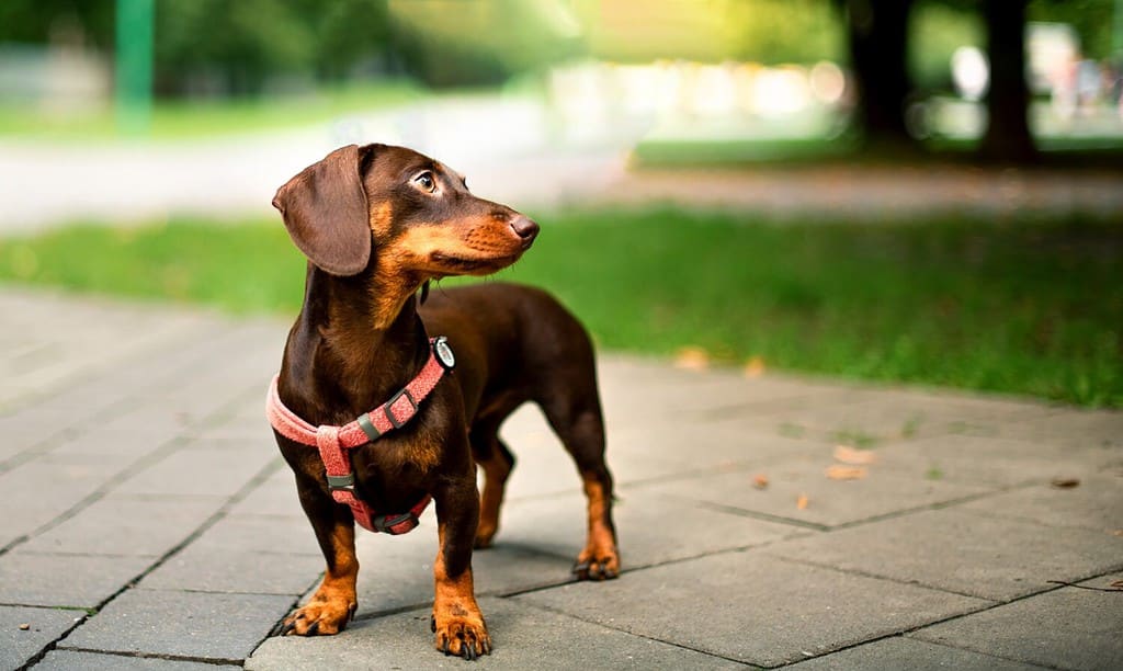Dachshund dog. The brown girl is six months old. The dog stands against the background of blurred trees and alleys. She turned her head to the side. The photo is blurred