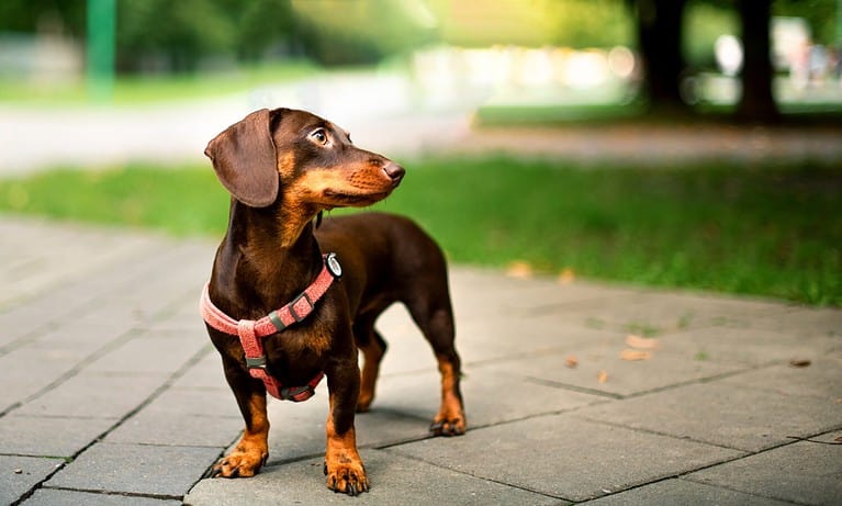 Dachshund dog. The brown girl is six months old. The dog stands against the background of blurred trees and alleys. She turned her head to the side. The photo is blurred