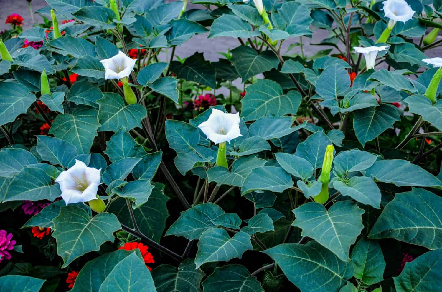 White trumpet shaped flower of hallucinogen plant Devil's Trumpet, also called Jimsonweed, latin name Datura Stramonium. 
