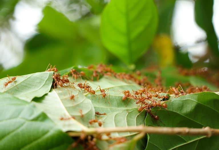 Red fire ants building nest. Ant nest with leaf on mango tree.