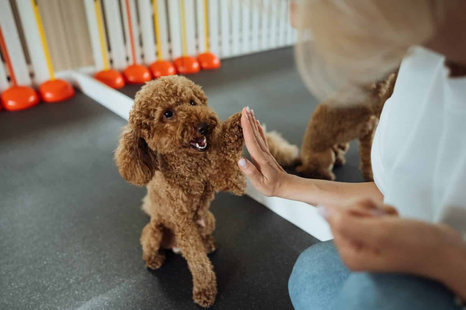 when does a toy poodle stop being a puppy? 2