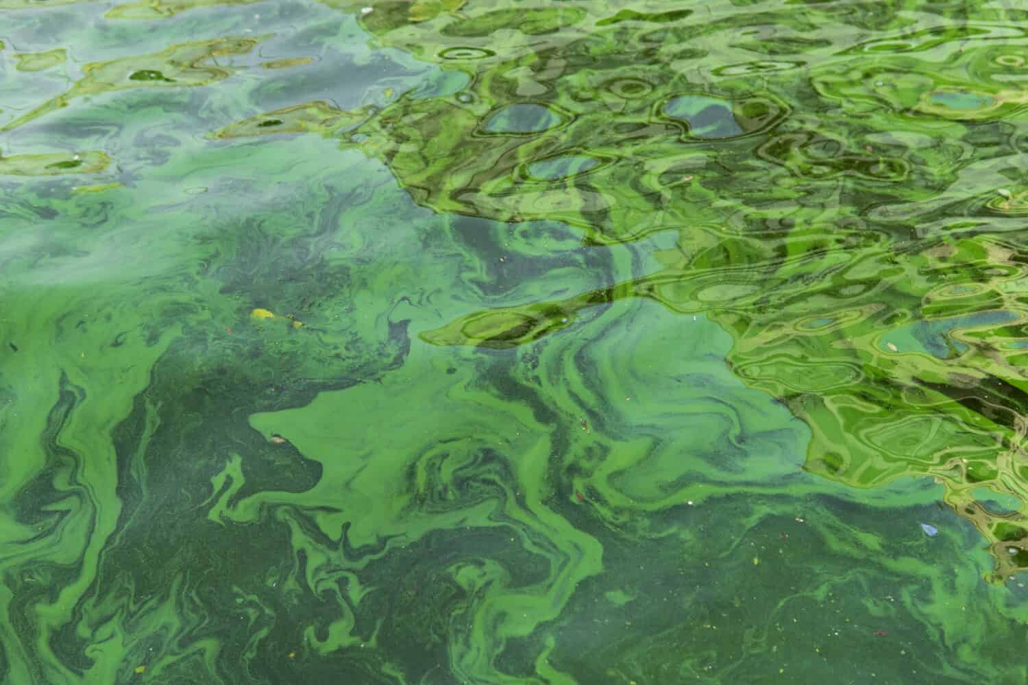 Water pollution by blooming blue-green algae - Cyanobacteria is world environmental problem. 