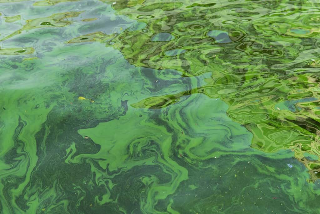 Water pollution by blooming blue-green algae - Cyanobacteria is world environmental problem. Water bodies, rivers and lakes with harmful algal blooms. Ecology concept of polluted nature.