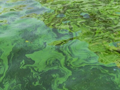 A Discover the Most Polluted Lake in Ohio (And What Lives In It)