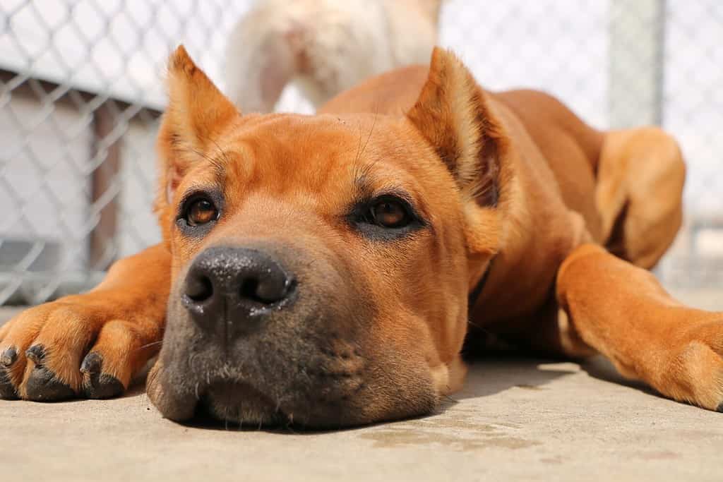 Red Cane Corso Puppy Lying Down