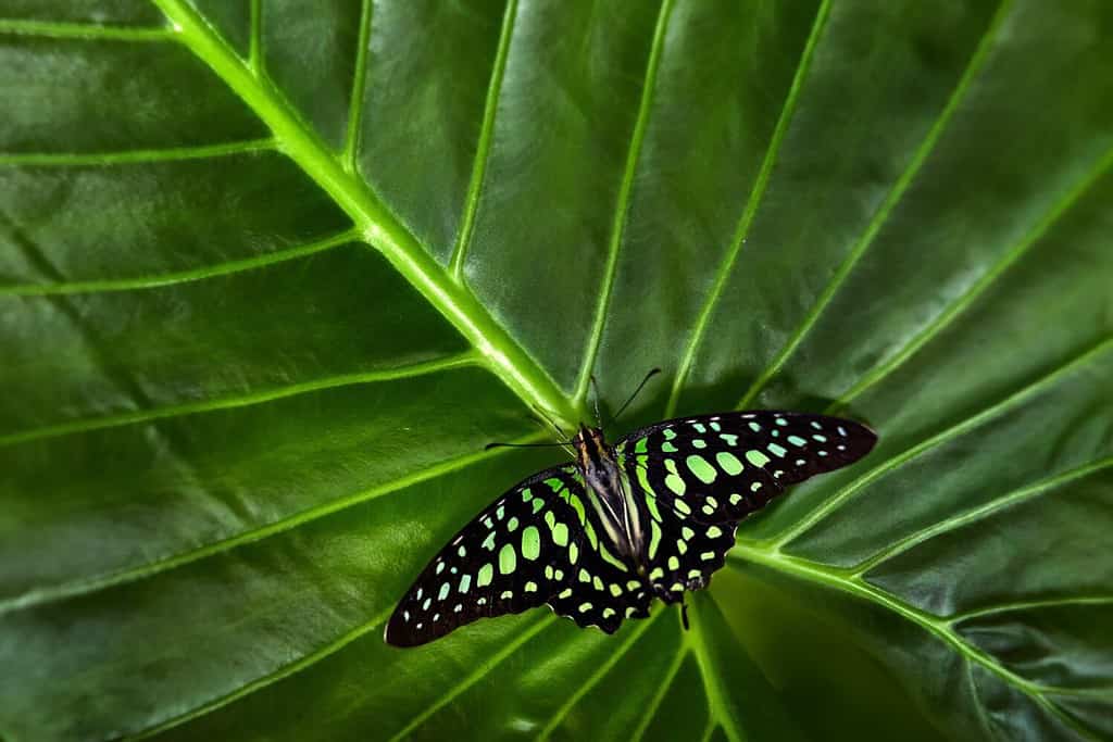 India wildlife. Tailed jay, Graphium agamemnon, sitting on leaves. Insect in the dark tropical forest, nature habitat. Green butterfly on green leaves. Butterfly in the nature forest.