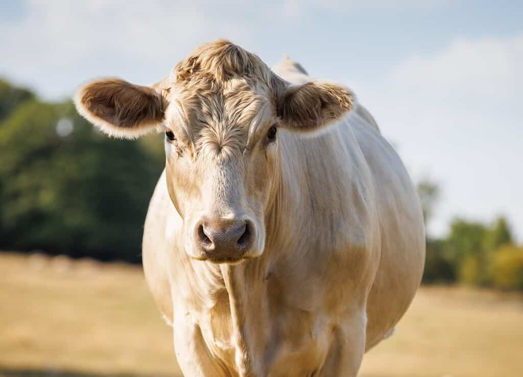 Charolais cow portrait in sunny field