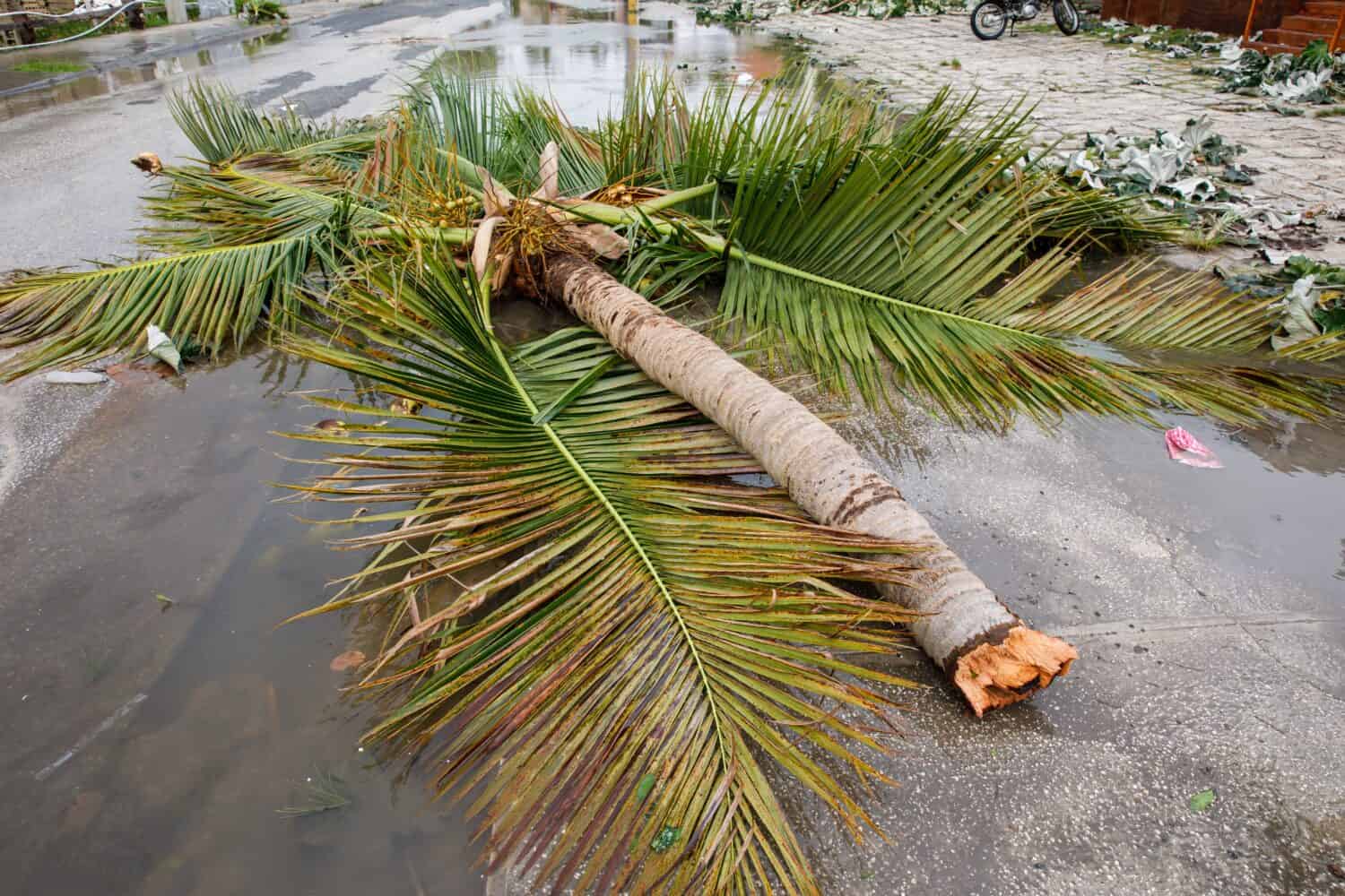 29.09.2022 Consequences of Hurricane Fiona. Dominican Republic. Punta cana.