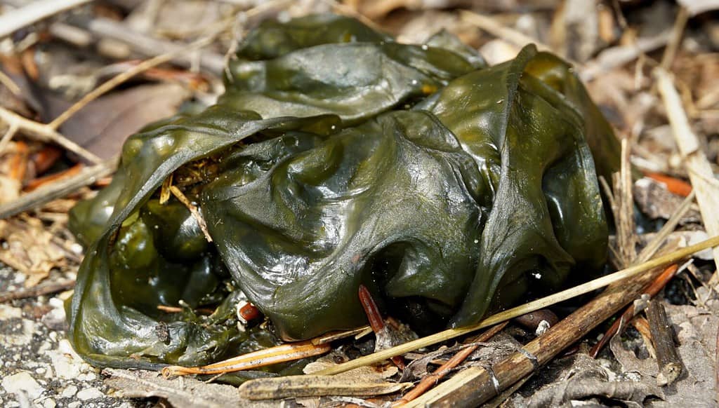 Nostoc commune close up view.