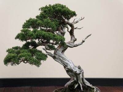 A Bonsai Tree: Meaning, Symbolism, and Significance