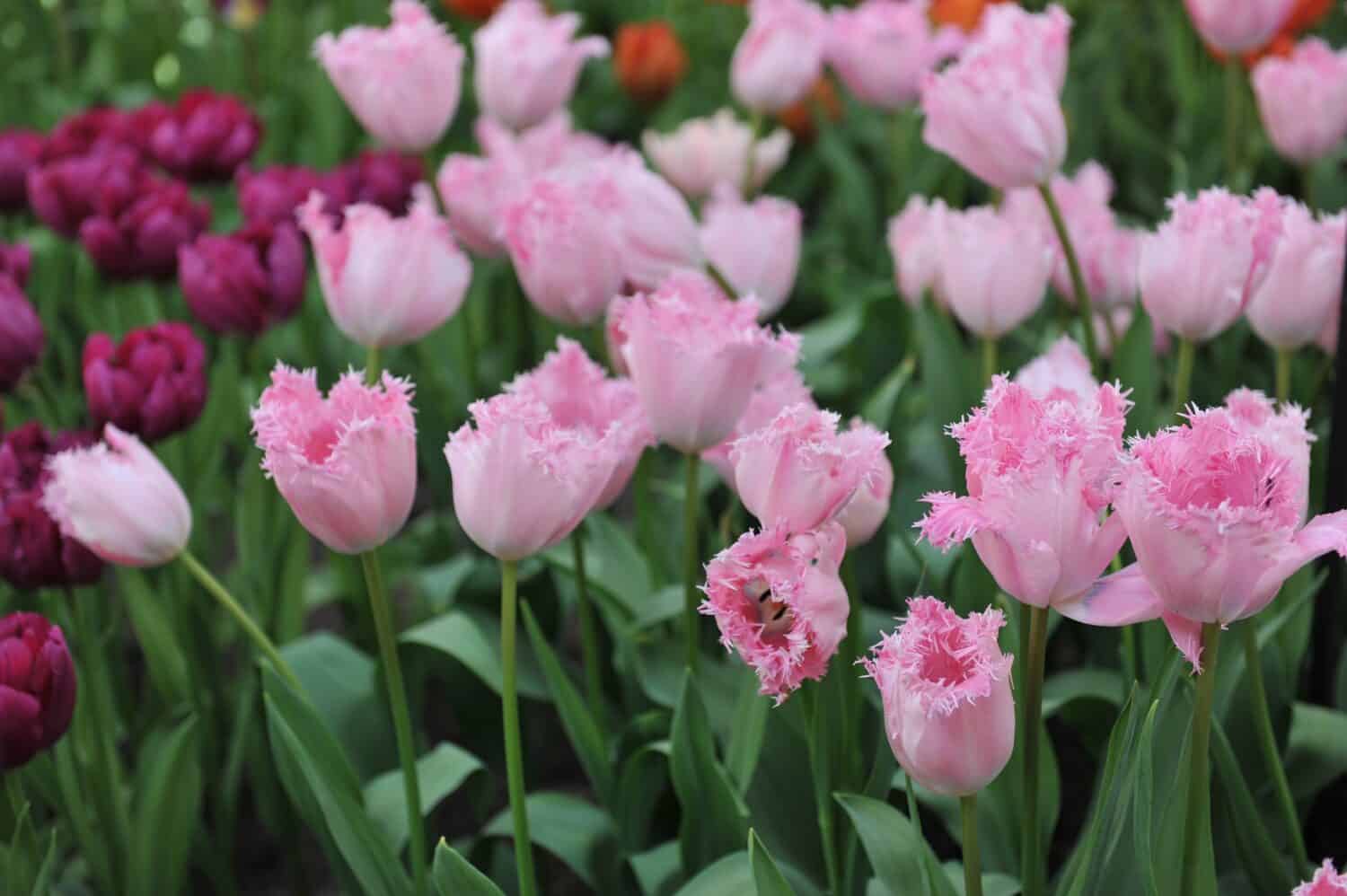 Pink fringed tulips (Tulipa) Santander bloom in a garden in April