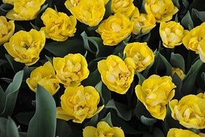 9 Cheerful Types of Yellow Tulips Picture