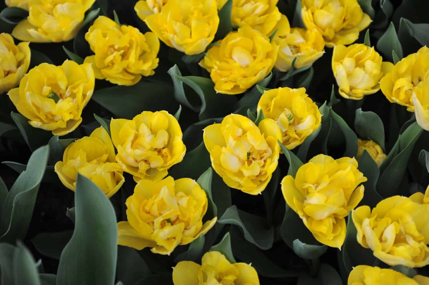 Yellow peony-flowered Double Early tulips (Tulipa) Secret Perfume bloom in a garden in March