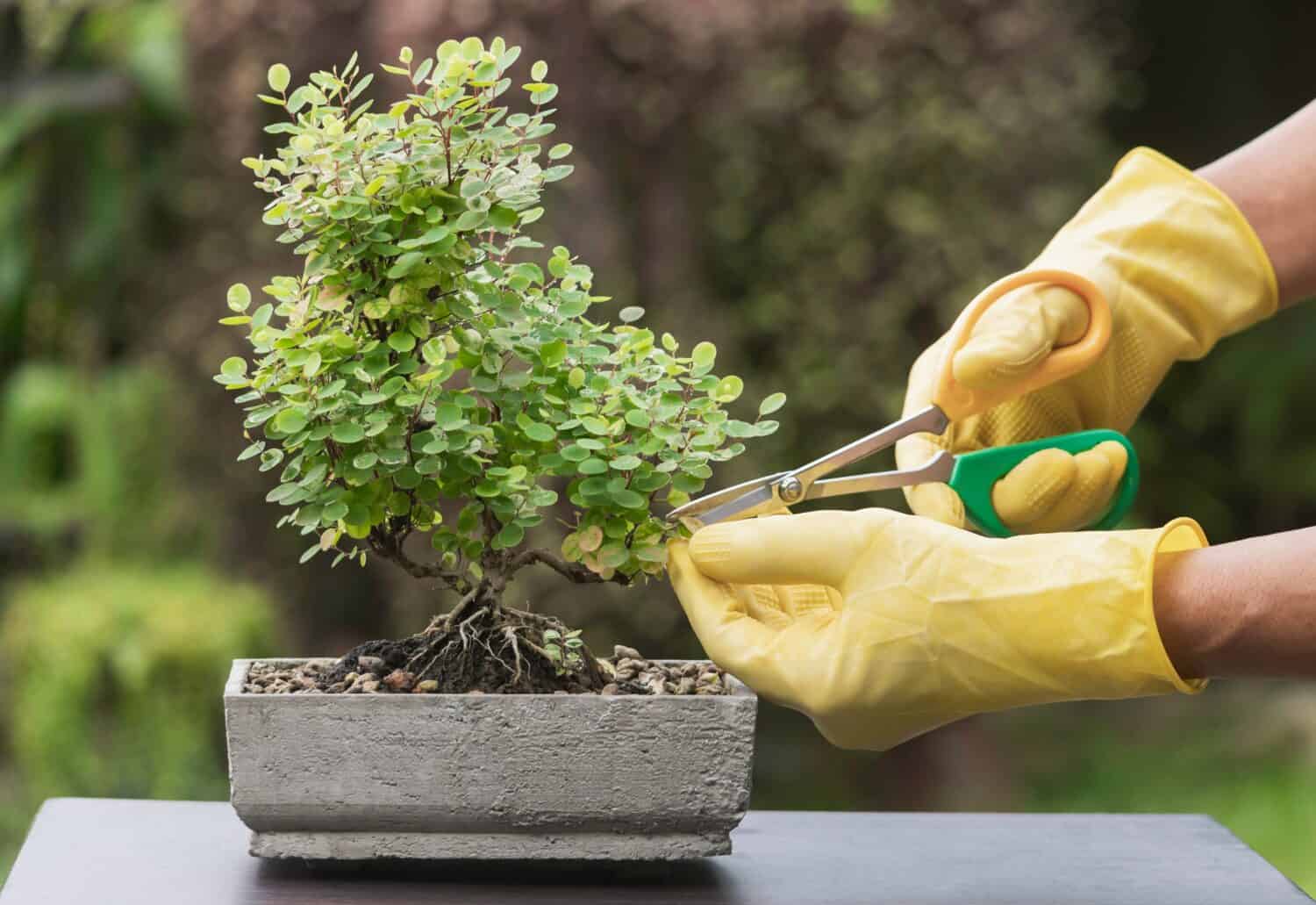 Bonsai trees are great plants for year-round pots.