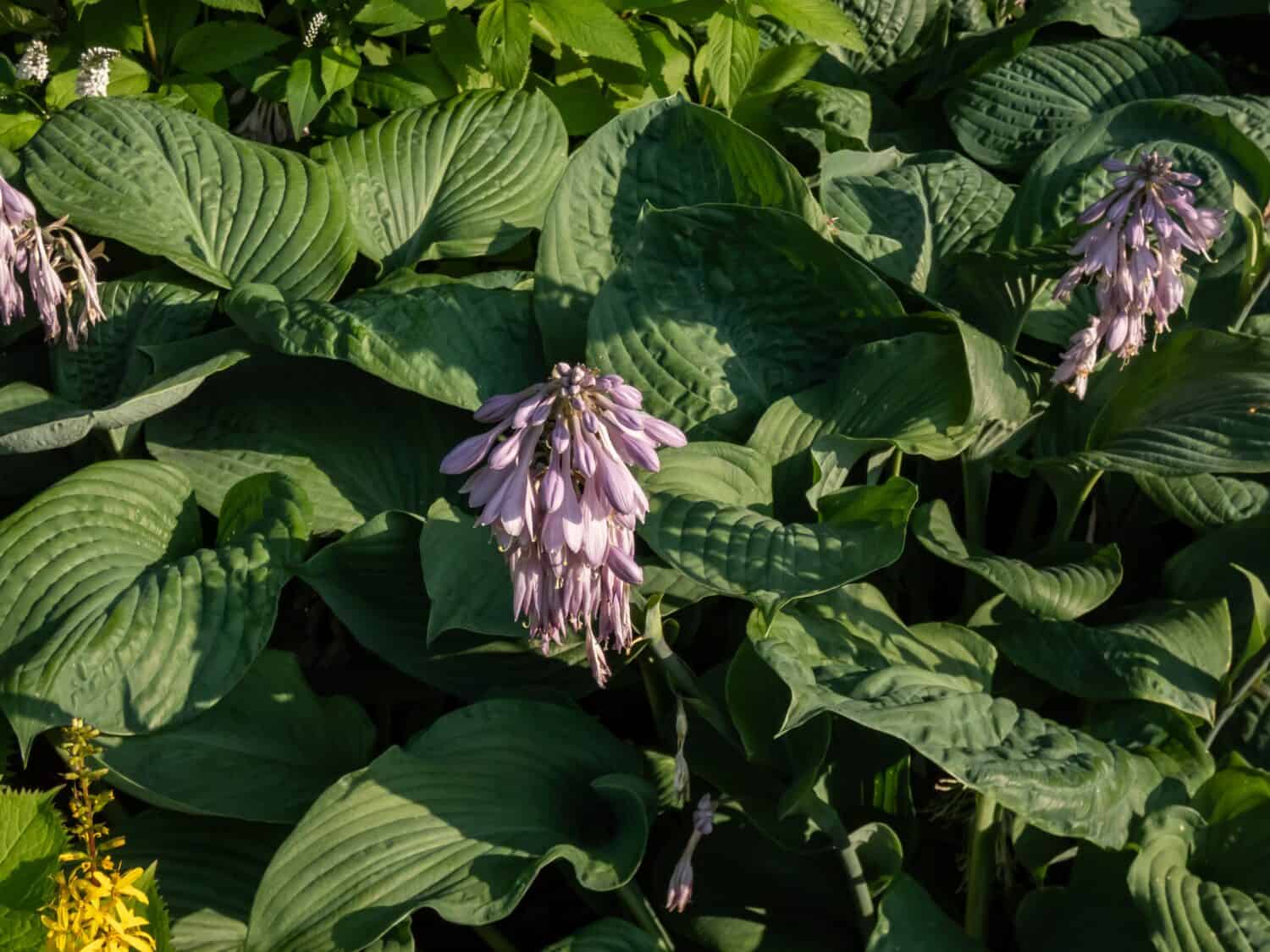 One of the largest Hosta ′Blue Umbrellas′ with giant, blue-green, thick-textured, corrugated, heart shaped leaves and pale lavender flowers growing in the garden in summer