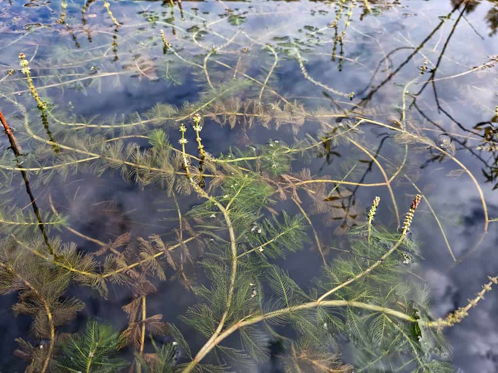 It is an aquatic plant that grows in water. Waterthymes.