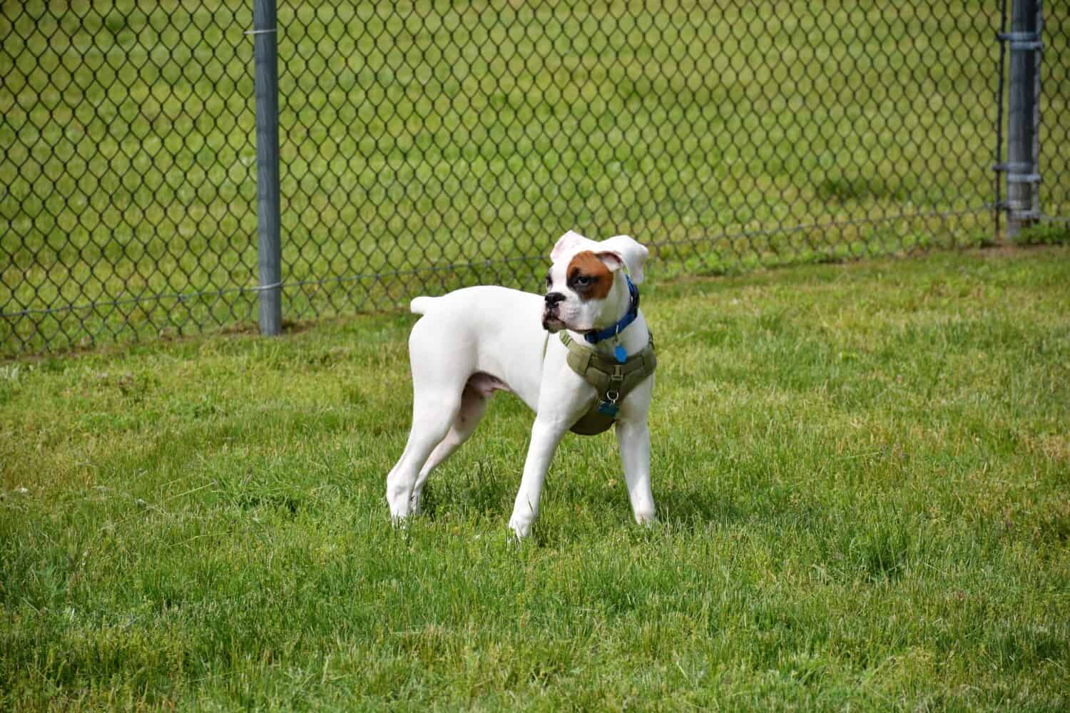 white boxer dog puppy six months old