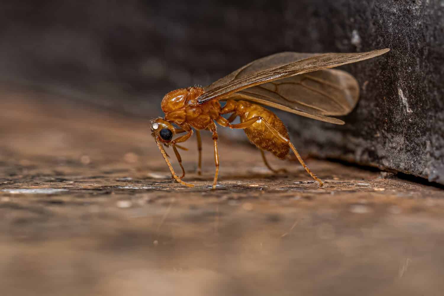Adult Male Winged Thief Ant of the Genus Carebara
