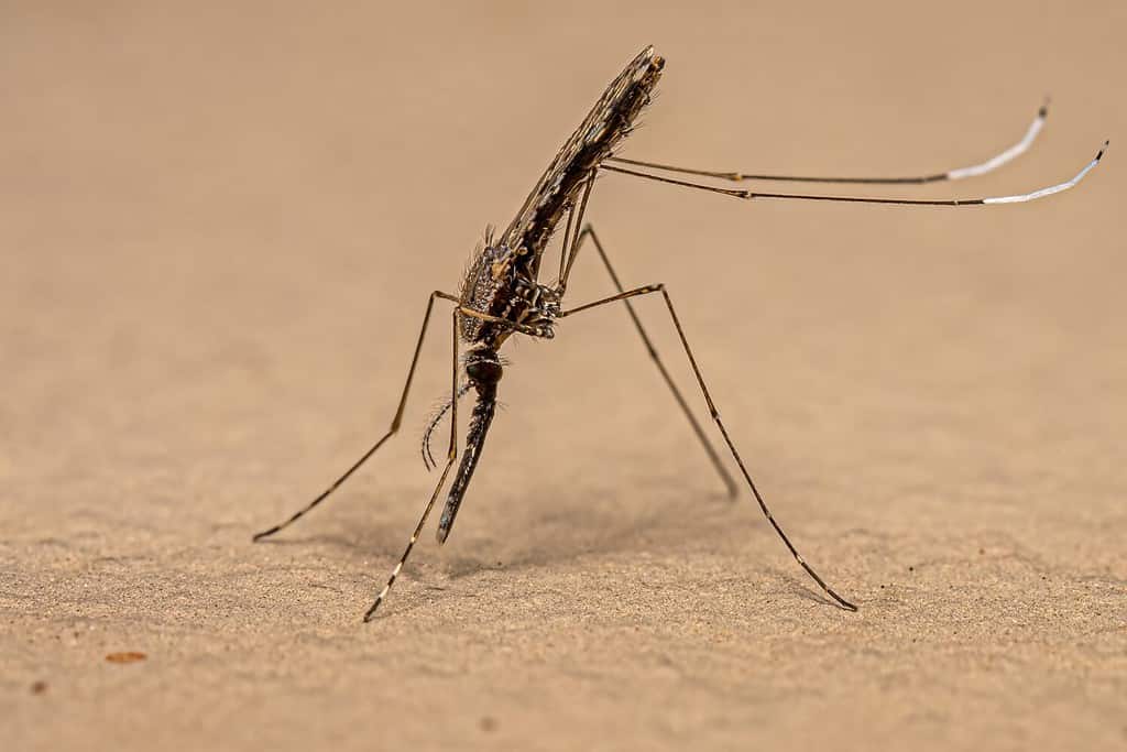 Adult Malaria Mosquito of the Species Anopheles evansae