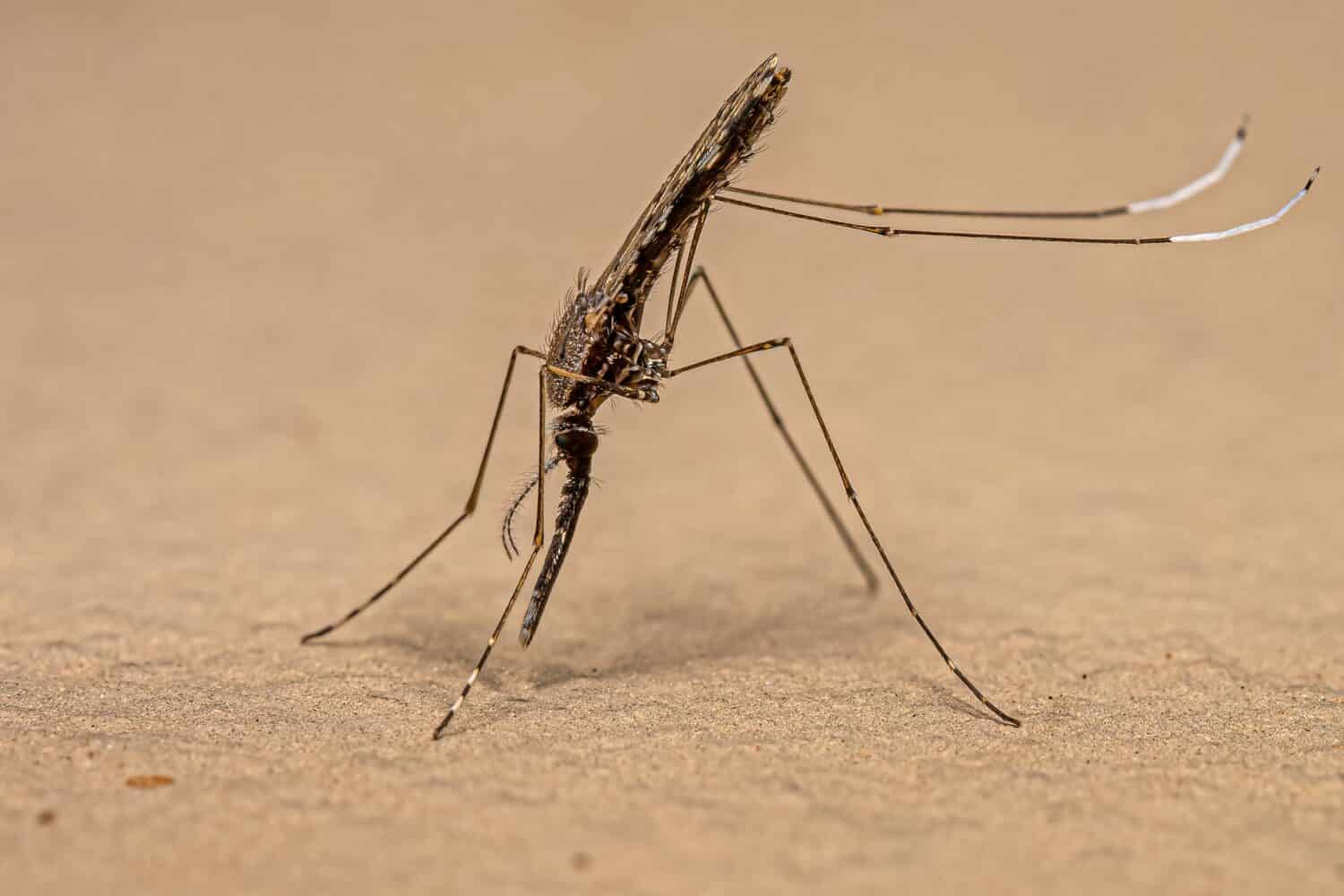 Adult Malaria Mosquito of the Species Anopheles evansae