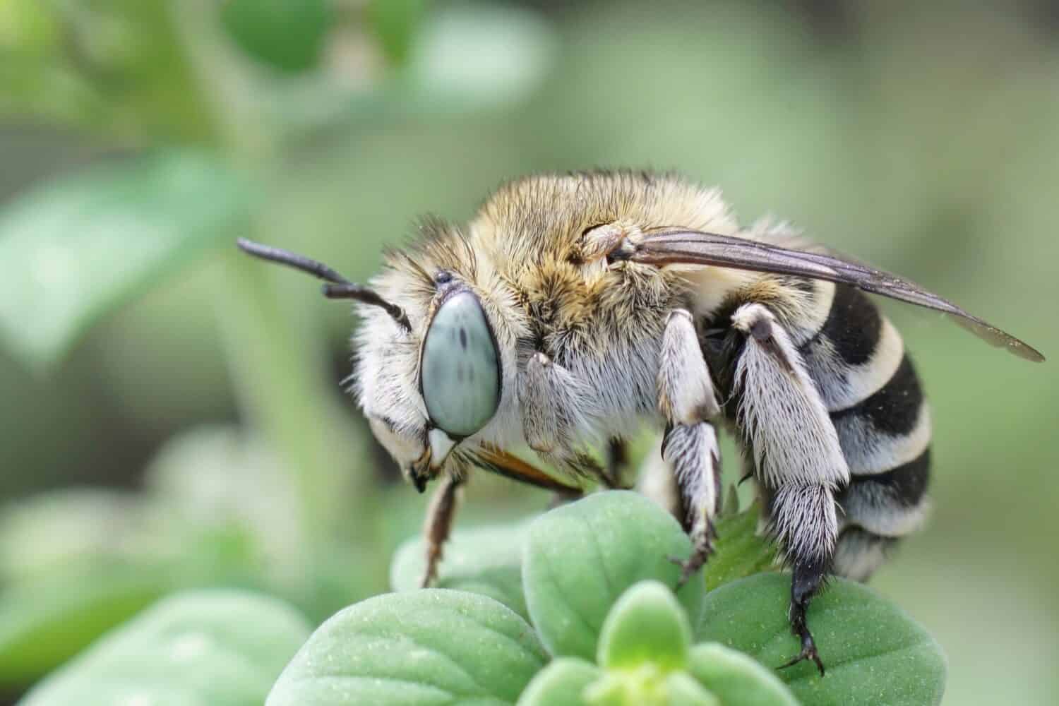 Closeup on a cute big-eyed White-cheeked banded digger bee, Amegilla albigena sitting on top of a green leaf