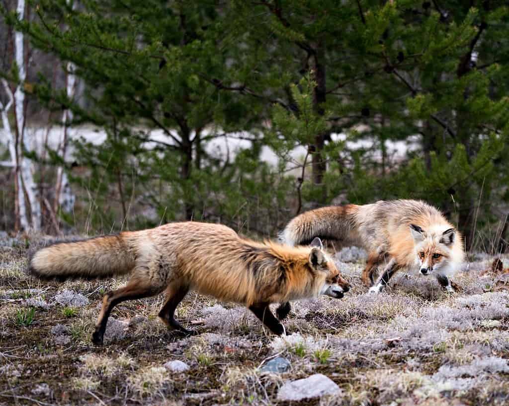 Red fox couple interacting in the forest with a spruce trees background and white moss ground in their environment and habitat. Fox Image. Picture. Portrait. Photo.