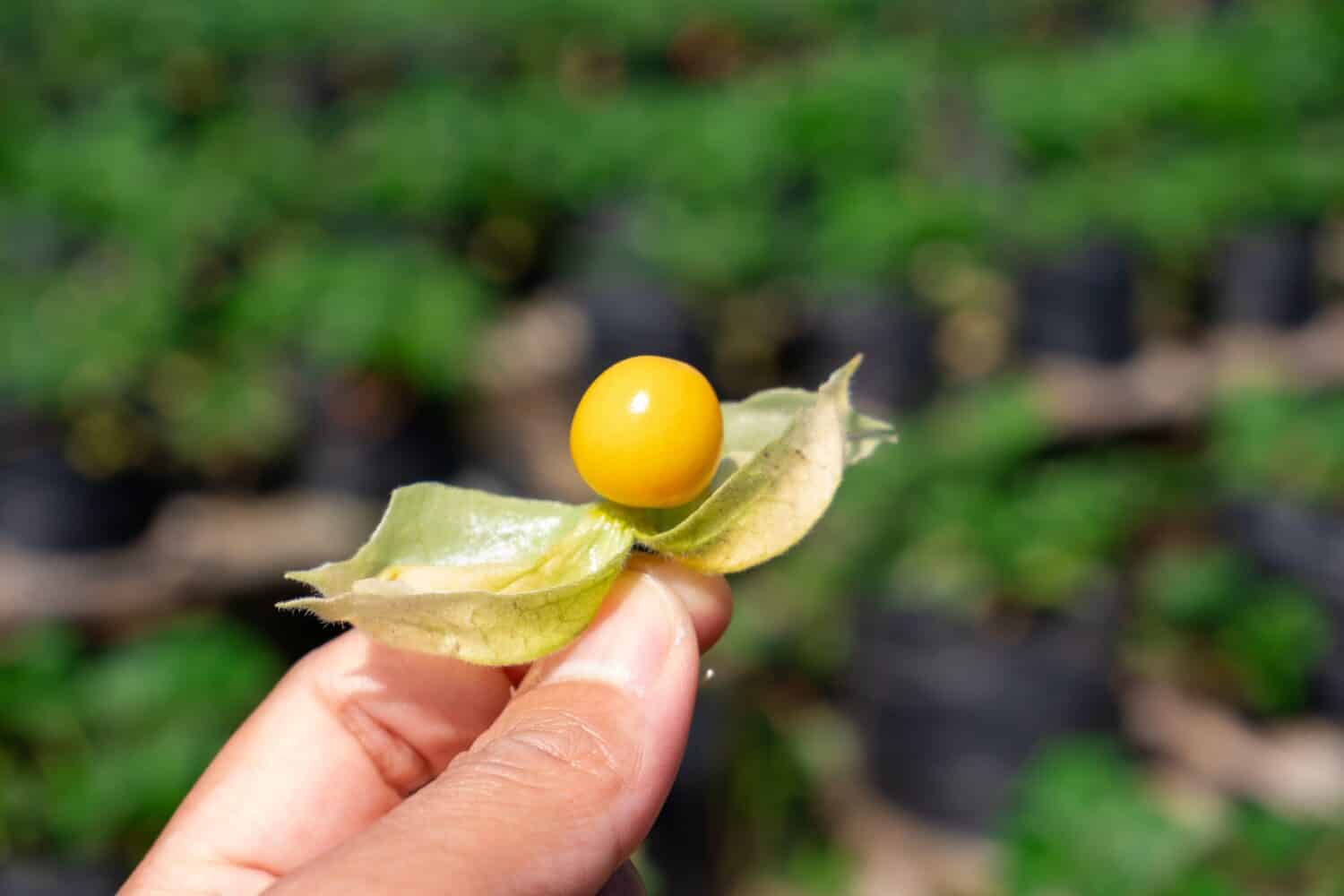 Hand-holding Physalis fruit (husk tomatoes, ground cherries, husk cherries, poha berries, golden berries, ciplukan). It has tomatoes-like texture and mixed of strawberry-pineapple flavour.