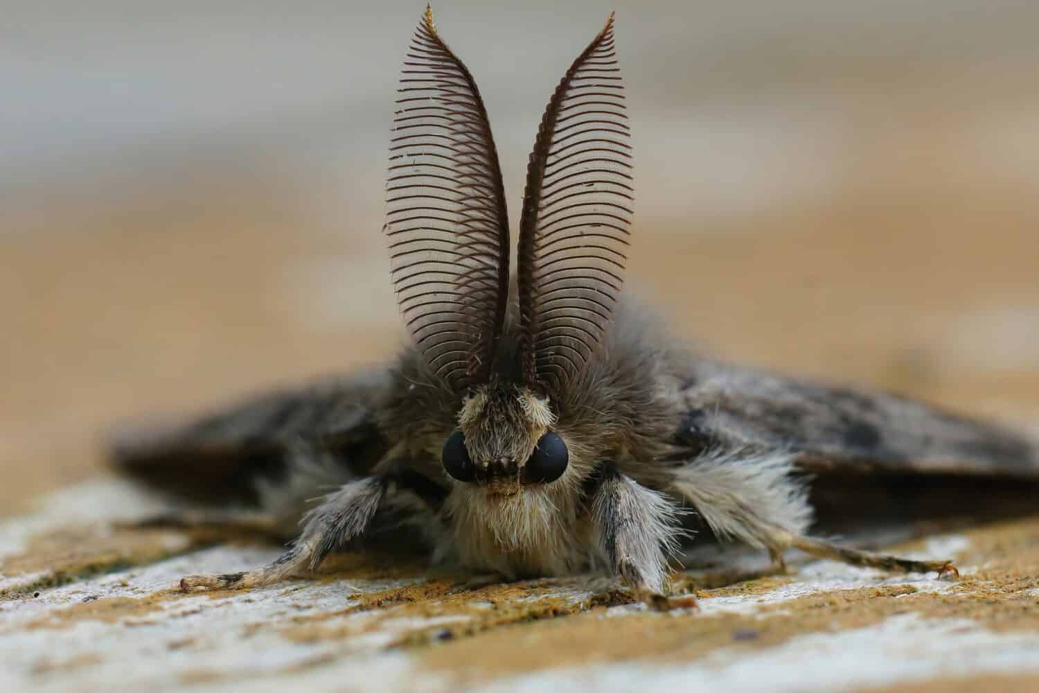 Frontal detailed vertical closeup on a European gypsy moth, Lymantria dispar with it's remarkable antenna