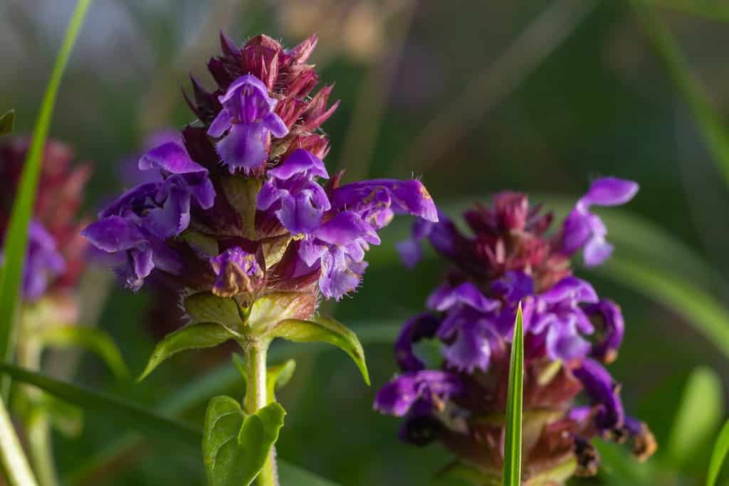 Beautiful prunella vulgaris are growing on a green meadow. Live nature.