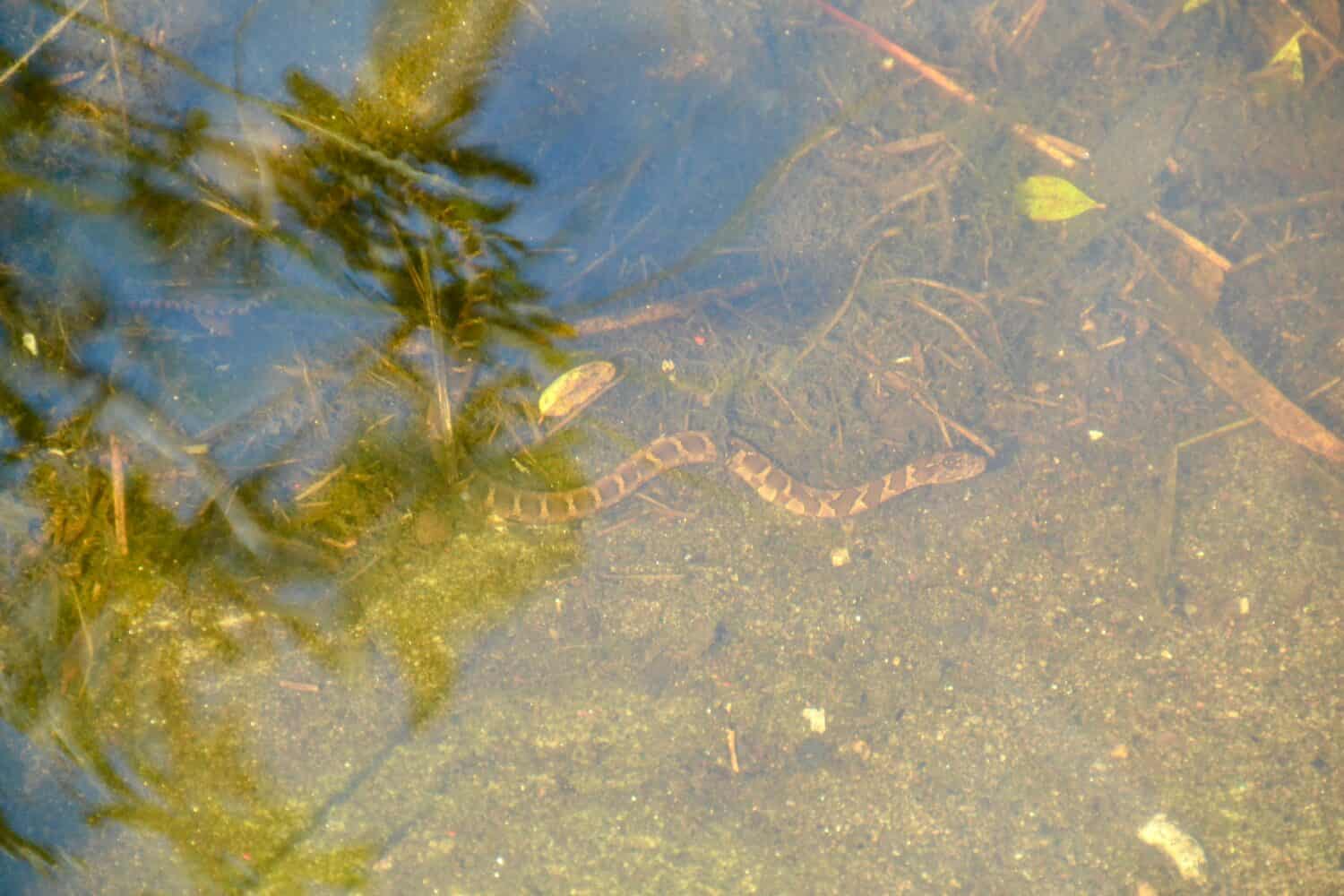 Northern watersnake (Nerodia sipedon) swimming underwater along hiking trail at Torrance Barrens during Summer