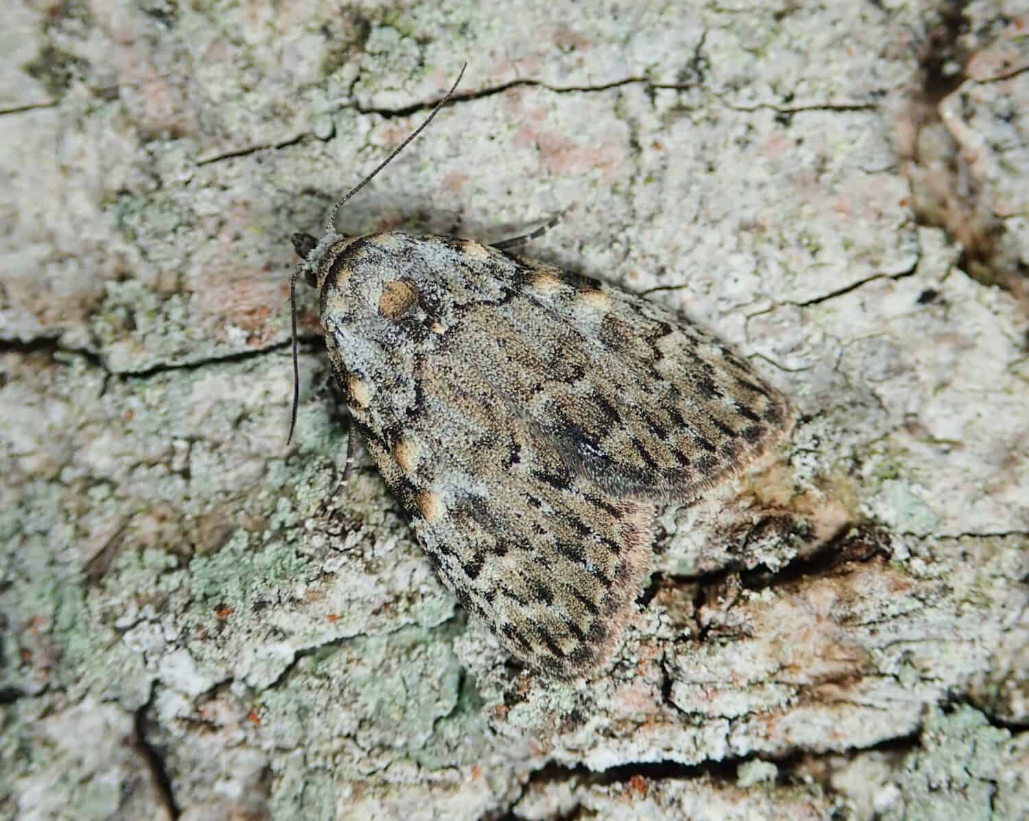Small Black Arches moth Meganola strigula, camouflaged on the bark of a tree trunk