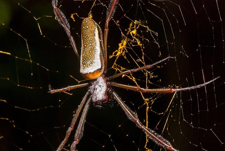 Golden orb-web spider photographed in Itaunas, EspIrito Santo - Southeast of Brazil. Atlantic Forest Biome. Picture made in 2009."
