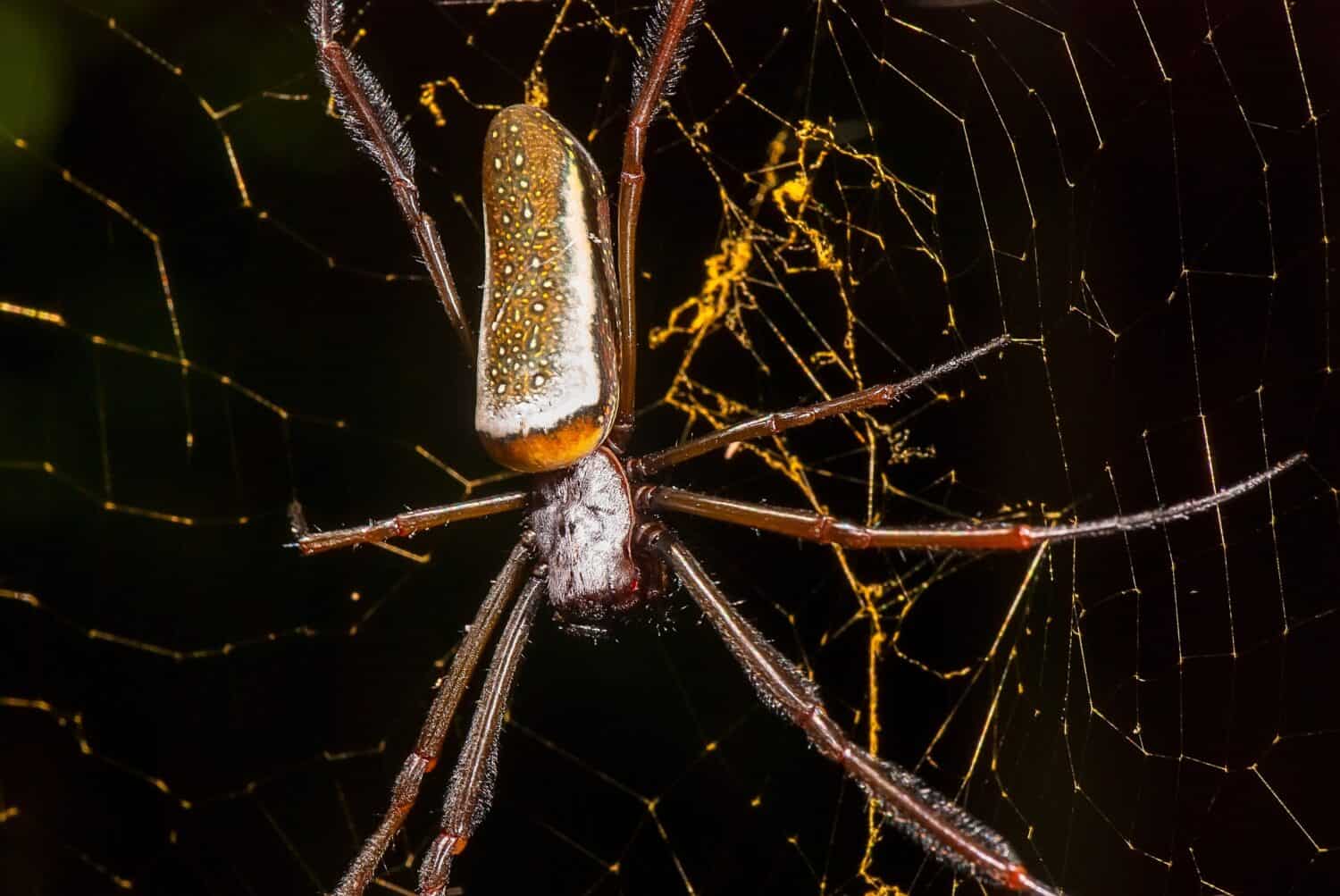 Una araña tejedora de orbe construyendo una intrincada red en el Bosque Atlántico. 
