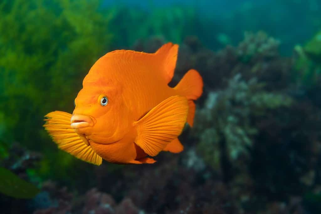A bright orange garibaldi fish swims through its natural habitat of kelp and curiously checks me out.