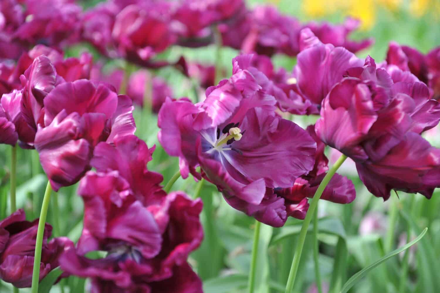 Purple parrot tulips (Tulipa) Victoria's Secret bloom in a garden in April