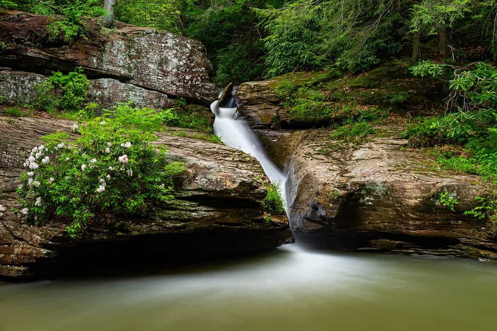 This is a long exposure of Shupe's Chute, a slender cascade nestled between Mountain Laurel (Kalmia latifolia) bushes at Holly River State Park in West Virginia.