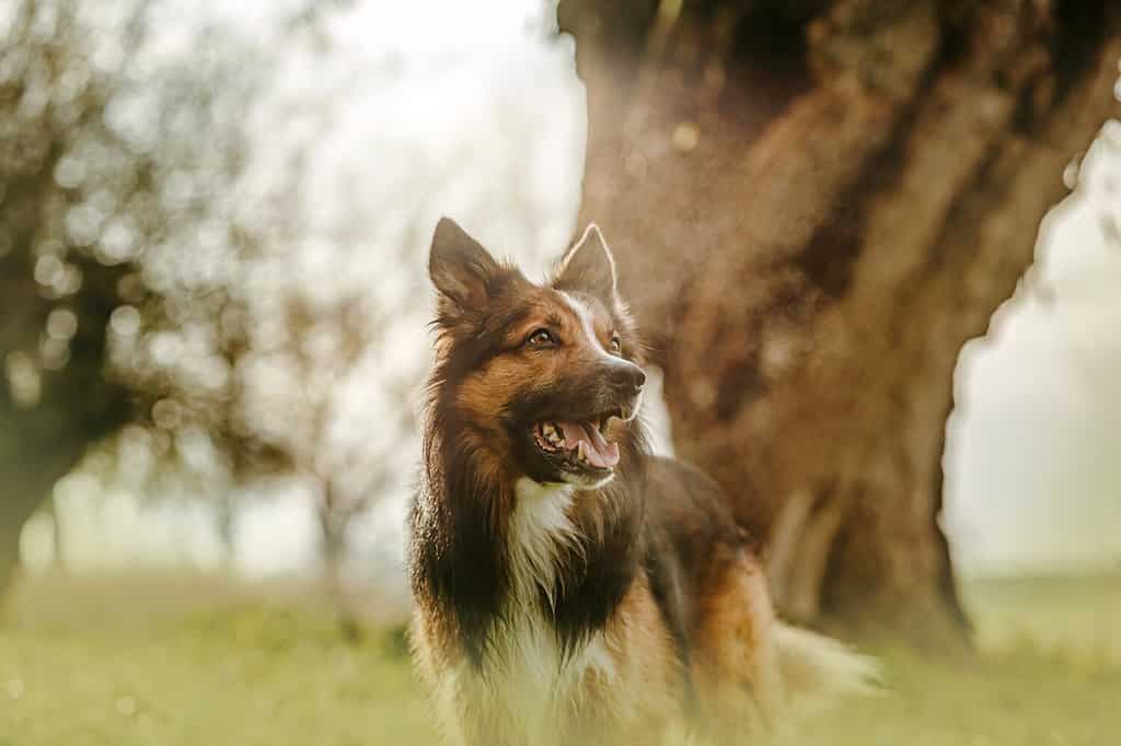 Autumnal portrait of a sable border collie dog on a meadow between old trees outdoors