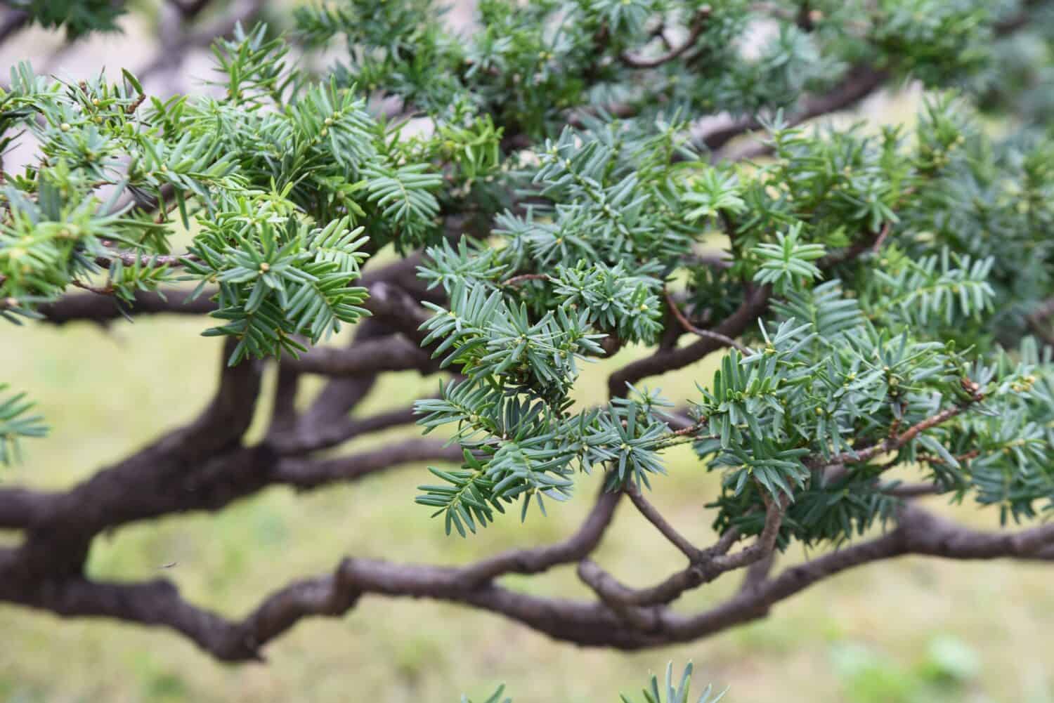 Dwarf japanese yew. Taxaceae evergreen coniferous shrub. It spreads horizontally near the base of the tree and is used for Japanese style gardens ,bonsai and hedges.