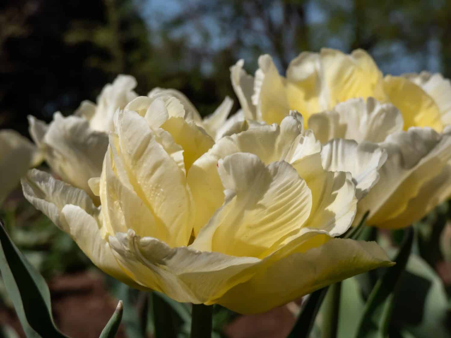 Double early tulip 'Verona' blooming with large, soft, creamy yellow blossoms with double row of feathery petals delicately coloured with white in the garden
