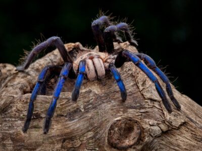 A Tarantula Size Comparison: Just How Big Do These Spiders Get?
